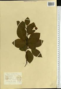 Fagus sylvatica L., Eastern Europe, West Ukrainian region (E13) (Ukraine)