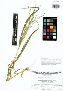 Panicum miliaceum L., Siberia, Baikal & Transbaikal region (S4) (Russia)