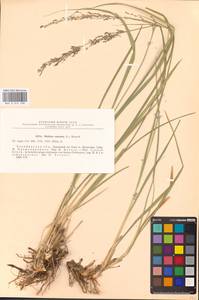 Molinia caerulea (L.) Moench, Eastern Europe, Eastern region (E10) (Russia)