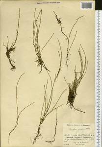 Equisetum variegatum Schleich. ex F. Weber & D. Mohr, Siberia, Baikal & Transbaikal region (S4) (Russia)