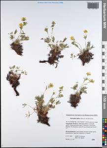 Potentilla biflora Willd. ex Schltdl., Siberia, Russian Far East (S6) (Russia)