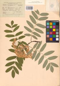 Sorbus aucuparia L., Eastern Europe, North-Western region (E2) (Russia)
