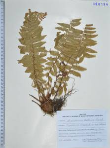 Dryopteris crassirhizoma Nakai, Siberia, Russian Far East (S6) (Russia)