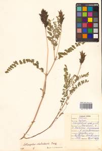 Astragalus schelichowii Turcz., Siberia, Russian Far East (S6) (Russia)