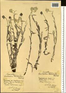 Leontopodium leontopodioides (Willd.) Beauverd, Siberia, Baikal & Transbaikal region (S4) (Russia)