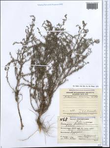 Artemisia taurica Willd., Caucasus, Dagestan (K2) (Russia)
