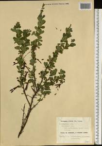 Caragana frutex (L.)K.Koch, Eastern Europe, Central forest-and-steppe region (E6) (Russia)