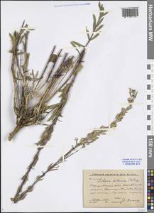 Silene tatarica (L.) Pers., Eastern Europe, Lower Volga region (E9) (Russia)