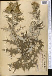 Cirsium turkestanicum (Regel) Petr., Middle Asia, Pamir & Pamiro-Alai (M2)