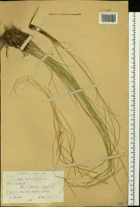 Stipa zalesskyi Wilensky ex Grossh., Siberia, Western (Kazakhstan) Altai Mountains (S2a) (Kazakhstan)