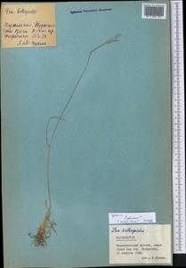 Poa glauca Vahl, Middle Asia, Pamir & Pamiro-Alai (M2) (Tajikistan)