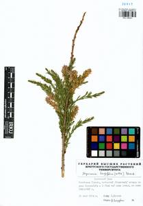 Myricaria longifolia (Willd.) Ehrenb., Siberia, Baikal & Transbaikal region (S4) (Russia)