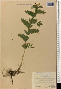 Vicia balansae Boiss., Caucasus, South Ossetia (K4b) (South Ossetia)