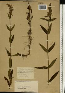 Stachys palustris L., Eastern Europe, Central forest region (E5) (Russia)