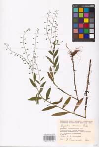 MHA 0 153 246, Myosotis nemorosa Besser, Eastern Europe, West Ukrainian region (E13) (Ukraine)