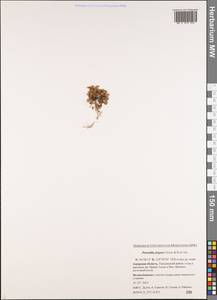 Potentilla elegans Cham. & Schltdl., Siberia, Russian Far East (S6) (Russia)