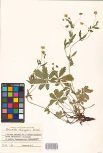 Potentilla thuringiaca Bernh. ex Link, Eastern Europe, Moscow region (E4a) (Russia)