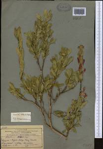 Wikstroemia alberti (Regel) Mottet, Middle Asia, Pamir & Pamiro-Alai (M2) (Tajikistan)