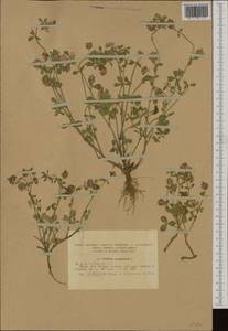 Trifolium resupinatum L., Western Europe (EUR) (Romania)