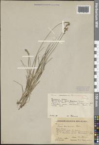 Carex brunnescens (Pers.) Poir., Siberia, Altai & Sayany Mountains (S2) (Russia)