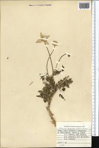 Clematis tangutica (Maxim.) Korsh., Middle Asia, Pamir & Pamiro-Alai (M2) (Tajikistan)