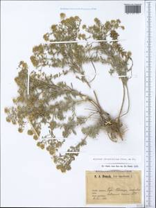 Odontarrhena obtusifolia (Steven ex DC.) C.A.Mey., Crimea (KRYM) (Russia)