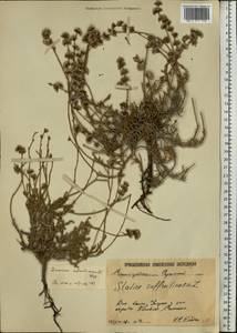 Limonium suffruticosum (L.) Kuntze, Eastern Europe, Lower Volga region (E9) (Russia)