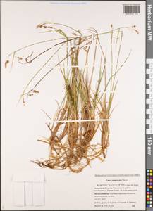 Carex magellanica subsp. irrigua (Wahlenb.) Hiitonen, Siberia, Russian Far East (S6) (Russia)