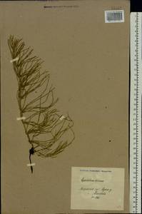 Equisetum arvense L., Eastern Europe, North Ukrainian region (E11) (Ukraine)