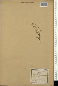 Capsella bursa-pastoris (L.) Medik., Crimea (KRYM) (Russia)
