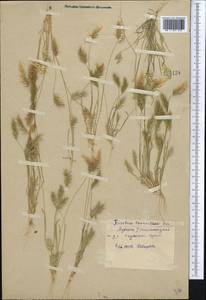 Trisetaria loeflingiana (L.) Paunero, Middle Asia, Syr-Darian deserts & Kyzylkum (M7) (Uzbekistan)