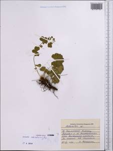 Alchemilla schischkinii Juz., Middle Asia, Northern & Central Tian Shan (M4) (Kazakhstan)