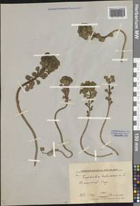 Euphorbia helioscopia L., Middle Asia, Syr-Darian deserts & Kyzylkum (M7) (Uzbekistan)