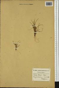 Carex oederi var. oederi, Western Europe (EUR) (Belgium)