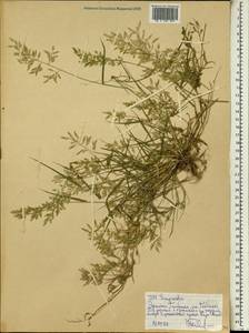 Eragrostis, Africa (AFR) (Ethiopia)