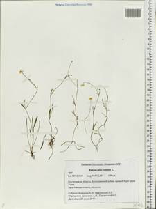 Ranunculus reptans L., Eastern Europe, Central forest region (E5) (Russia)