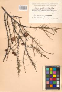 Larix gmelinii var. gmelinii, Siberia, Russian Far East (S6) (Russia)