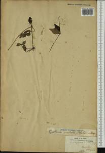 Cyathula prostrata (L.) Blume, Australia & Oceania (AUSTR) (French Polynesia)