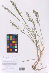 Poa pratensis L., Eastern Europe, Moscow region (E4a) (Russia)
