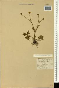 Ranunculus dissectus subsp. szowitsianus (Boiss.) Elenevsky & Derv.-Sokol., Caucasus, Armenia (K5) (Armenia)