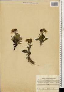 Tephroseris integrifolia subsp. primulifolia (Cufod.) Greuter, Caucasus, Stavropol Krai, Karachay-Cherkessia & Kabardino-Balkaria (K1b) (Russia)