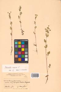 Potentilla supina L., Siberia, Russian Far East (S6) (Russia)