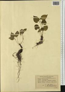 Viola riviniana Rchb., Western Europe (EUR) (Romania)