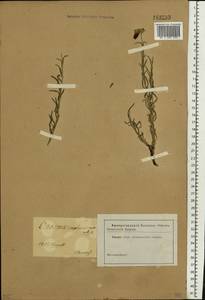 Onosma simplicissima L., Eastern Europe, North Ukrainian region (E11) (Ukraine)