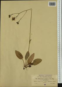 Hieracium glaucinum subsp. glauciniforme (Zahn) Greuter, Western Europe (EUR) (Germany)