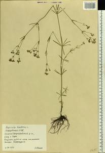 Cynanchica tinctoria (L.) Fourr., Eastern Europe, Middle Volga region (E8) (Russia)