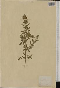 Ononis spinosa subsp. procurrens (Wallr.)Briq., Western Europe (EUR) (Switzerland)