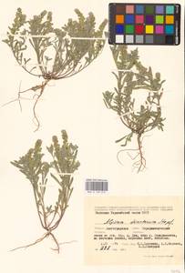 Alyssum turkestanicum Regel & Schmalh. ex Regel, Eastern Europe, Lower Volga region (E9) (Russia)