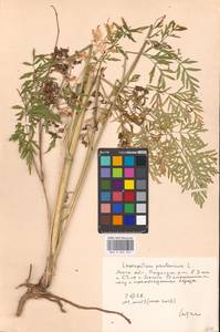 Silphiodaucus prutenicus subsp. prutenicus, Eastern Europe, Moscow region (E4a) (Russia)