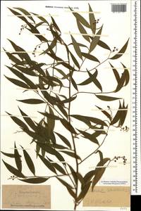 Danae racemosa (L.) Moench, Caucasus, Azerbaijan (K6) (Azerbaijan)